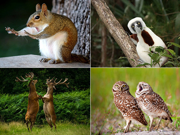 Ấn tượng những khoảnh khắc hài hước của các loài động vật