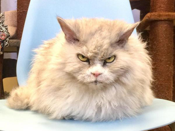 Làm quen với Pompous Albert, boss có khuôn mặt “cáu kỉnh” nhất trên Instagram