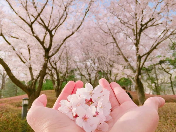 Tháng 4, giới trẻ Việt nô nức đến Hàn Quốc "pose" hình cùng hoa anh đào