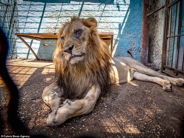 Xót xa hình ảnh chúa sơn lâm gầy rộc, nằm đói với bộ bờm xác xơ trong "vườn thú địa ngục"