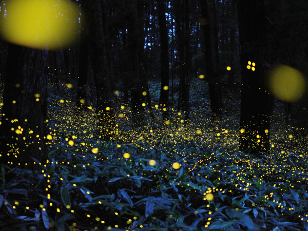 “Những mốc thời gian hạnh phúc”: Tìm thấy ánh sáng trong bóng tối