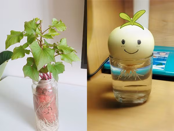 Trào lưu trồng bonsai từ củ quả: Đã trở lại và lợi hại hơn xưa