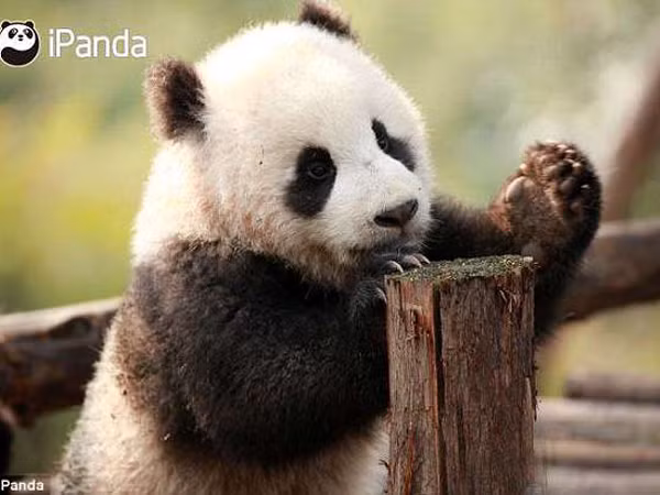 Khoảnh khắc gấu trúc ngái ngủ bị đánh thức thu hút hàng triệu lượt xem