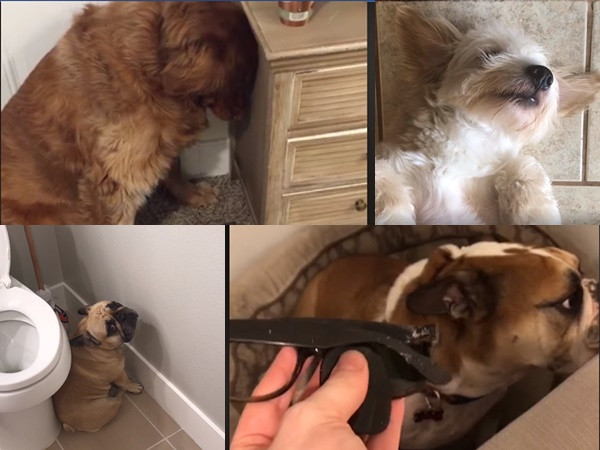 Lời thú tội muộn màng của đại boss