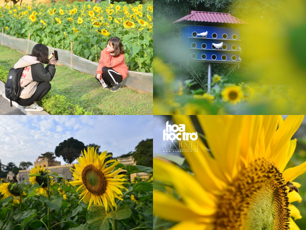 Hà Nội: Giới trẻ tha hồ "check-in" với vườn hướng dương đẹp "lịm tim" giữa lòng Thủ đô