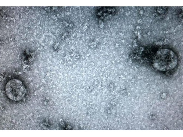 Đã có thêm một kênh chính thống để cập nhật thông tin về dịch COVID-19 qua video ngắn