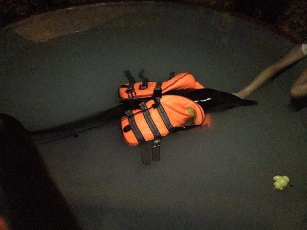 Hành động đầy nhân văn của người dân Đà Nẵng và cộng đồng cứu hộ cá heo bị thương