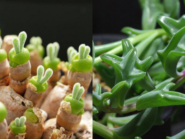 Dù không thích trồng cây, bạn vẫn muốn có một chậu cây xinh xắn này trong nhà cho xem