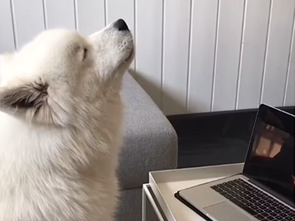 Làm quen với Ghost, “ca sĩ” chó gây bão trên Instagram