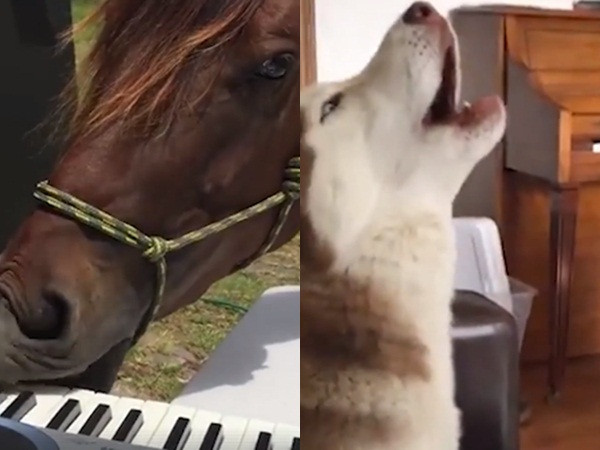 Cuộc thi "The Voice" phiên bản dành cho thú cưng