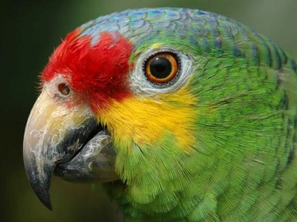 Vẹt bị bắt giam vì canh gác cho băng nhóm buôn ma túy ở Brazil