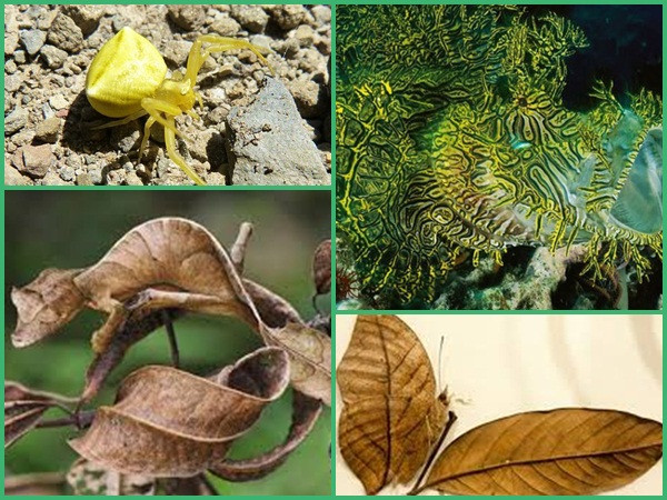 Đây chính là những loài động vật được mệnh danh là "bậc thầy ngụy trang" của tự nhiên