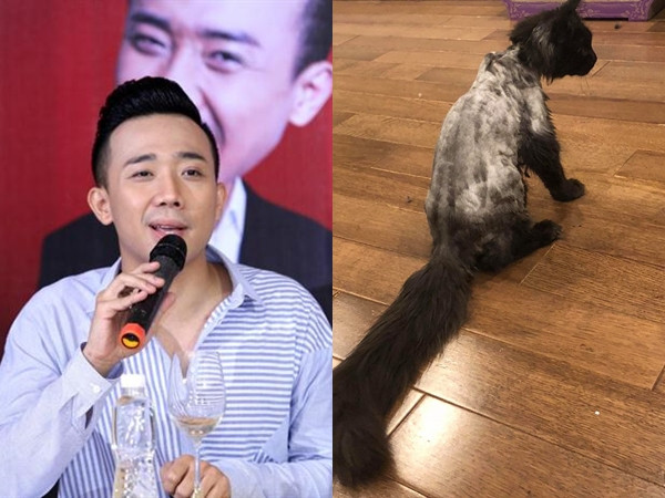 Trấn Thành "dở khóc dở cười" khi thấy bà xã Hari Won cạo trụi lông mèo cưng