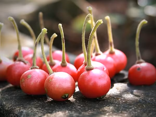 Những mốc thời gian hạnh phúc: Những hàng cây vơi