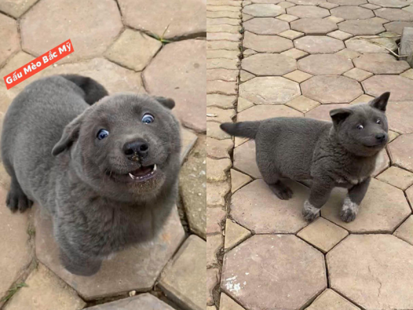 Chú chó bất ngờ trở thành hiện tượng mạng: Chân ngắn, mặt lại thái độ nhưng ai cũng gọi là "idol"