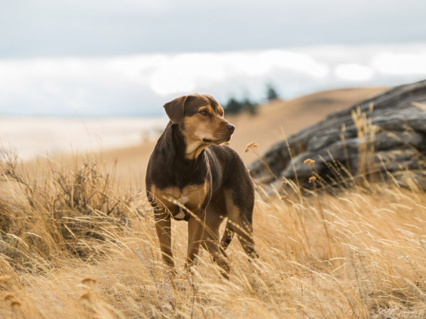 Phim “A Dog’s Way Home” đốn tim các “sen” bằng chú cún Bella đáng yêu siêu cấp
