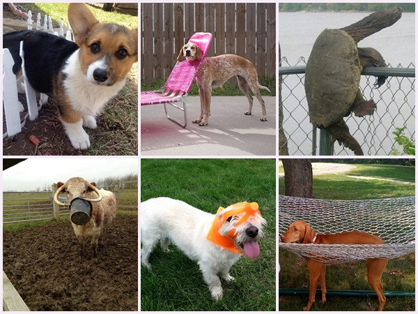 Cười ngất với những pha tai nạn hài hước khó đỡ của động vật