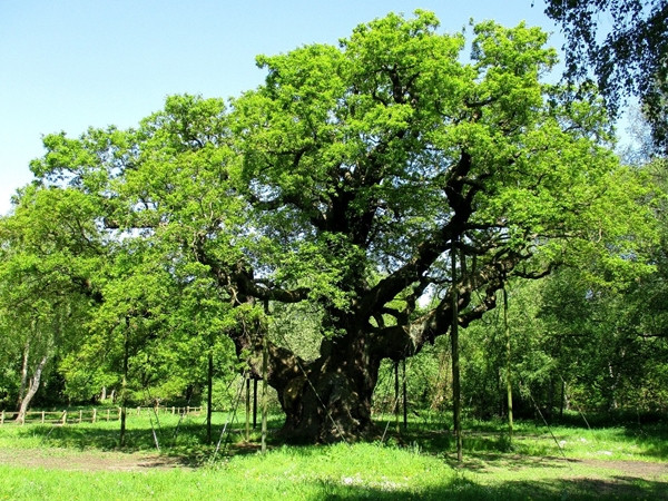 Cây sồi 1.000 năm tuổi được yêu thích nhất nước Anh vì đem lại nhiều may mắn