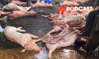 NÓNG 7/4: Vụ thịt lợn bẩn vào trường học: Chuyên gia cảnh báo gì?