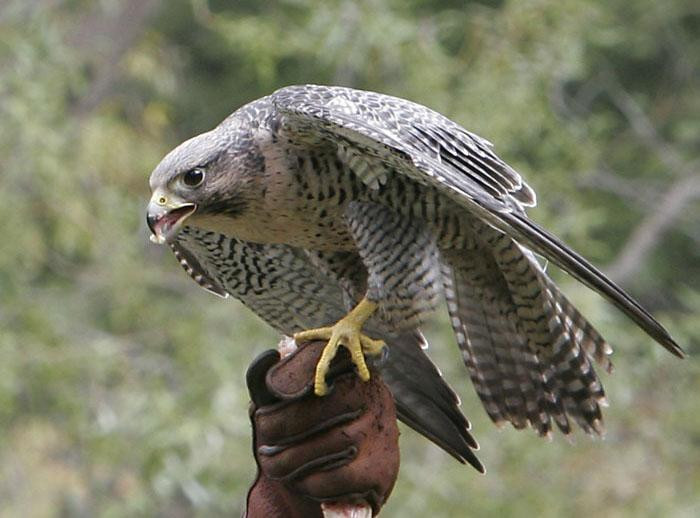 1001 thắc mắc: Loài chim nào tinh mắt nhất thế gian, có thể bay 322km/giờ?