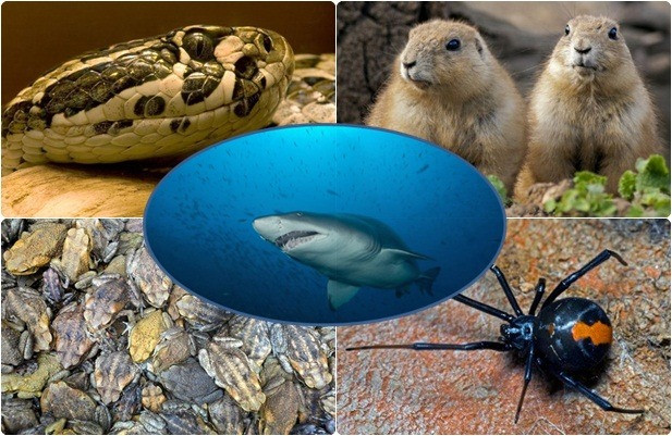 1001 thắc mắc: Những loài động vật nào ăn thịt đồng loại đáng sợ nhất?