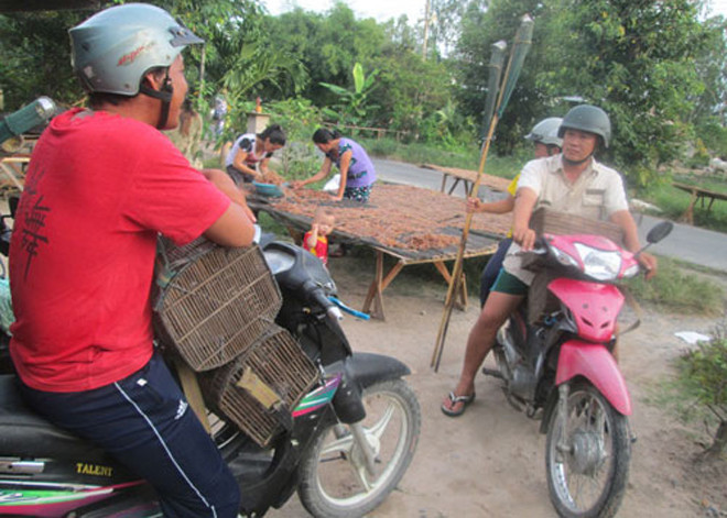 Các tay săn nhái mang theo dụng cụ để bắt nhái.