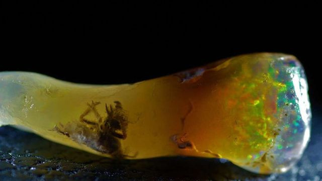 Viên đá Opal với mẫu côn trùng bên trong mới được phát hiện gần đây.