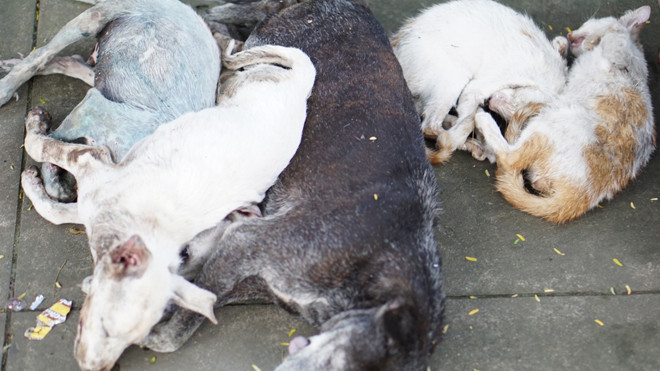 Số chó, mèo bị Kiên đánh thuốc chết