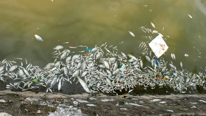 Cá chép 5-6 kg chết nổi trắng hồ Tây