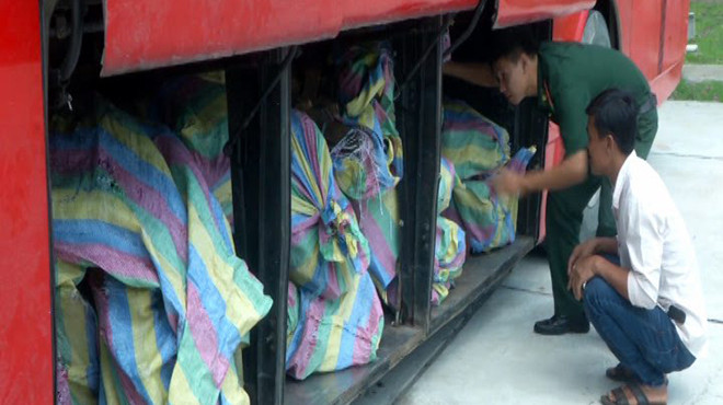 Gỗ lậu được giấu trong xe khách