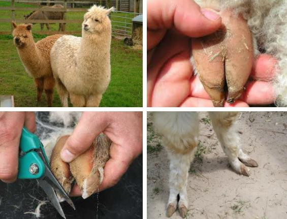 Những bàn chân kinh dị, độc lạ nhất thế giới loài vật