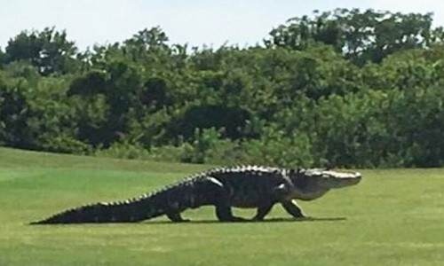 Nước mắt cá sấu giúp bôi trơn thức ăn?