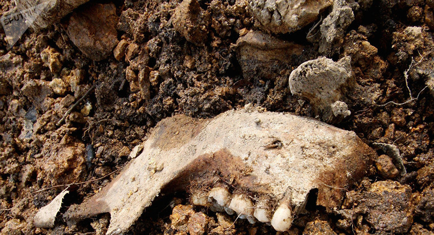 Phát hiện cả nghìn răng người giấu trong bức tường nhà ở Mỹ