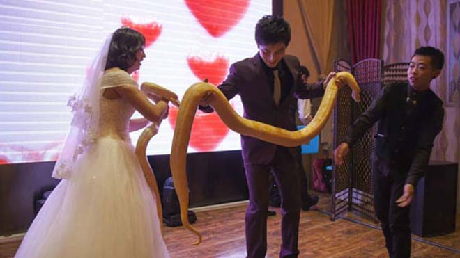 Cô dâu chú rể trao nhau trăn vàng thay cho quà cưới. Ảnh: Chinanews.