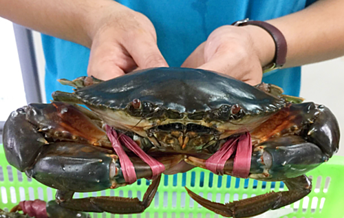 Cua Cà Mau được nhiều khách ưa chuộng.