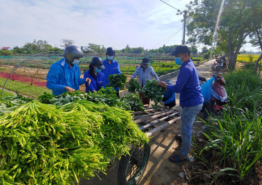 Hàng trăm kg rau đã được các tình nguyện viên thu hoạch và hỗ trợ tiêu thụ giúp bà con nông dân xã Hòa Tiến (huyện Hòa Vang, Đà Nẵng) trong thời gian thành phố phong tỏa