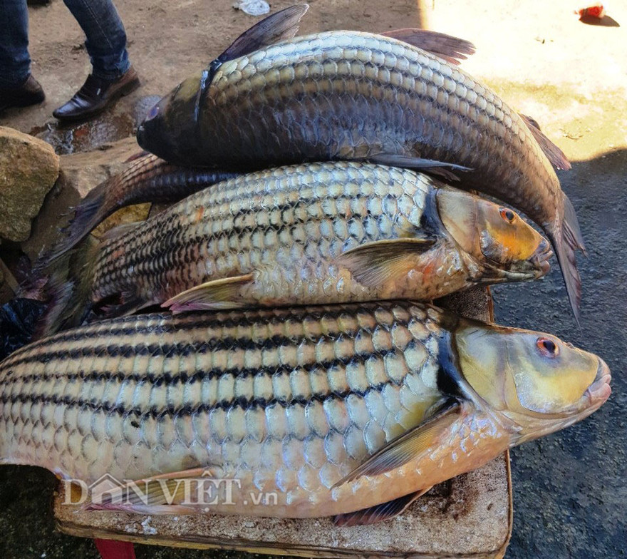 Những con cá sọc dưa to tròn, béo ú vừa mới được các ngư dân bắt về.