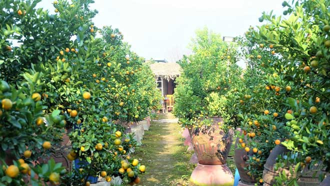 Những cây quất sai trĩu trịt, quả xanh, lá mượt được nông dân tỉ mỉ chăm bón.