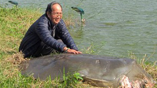  Cụ rùa Hồ Gươm lúc sống.