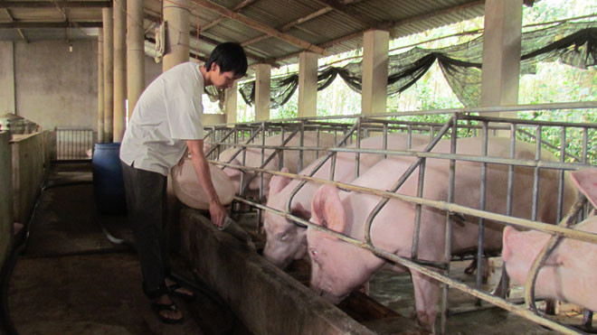 Người nuôi than trời vì giá heo rớt giá