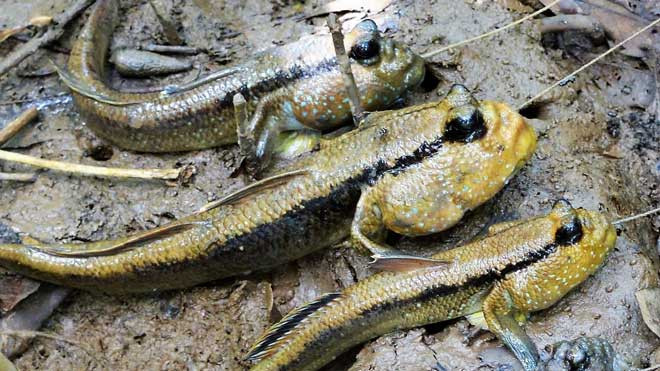 Ly kỳ chuyện săn loài cá chạy trên cạn, leo cây nhoay nhoáy