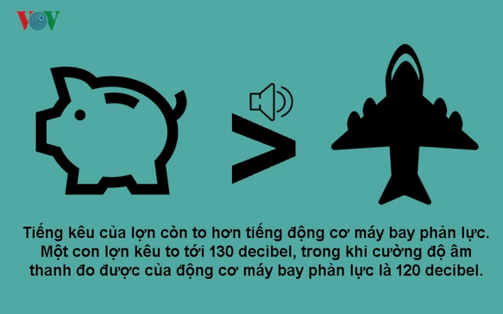 Năm Kỷ Hợi 2019 khám phá 10 sự thật bất ngờ về loài heo