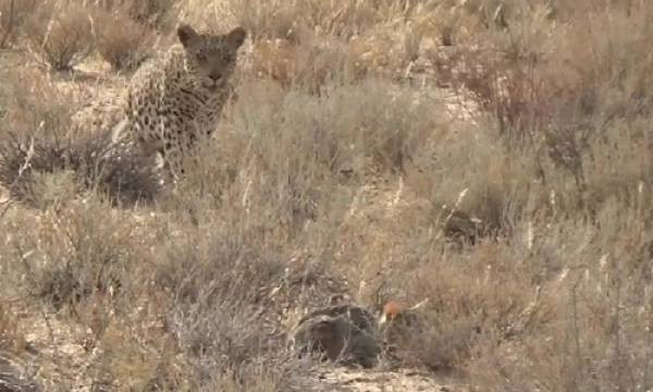 Báo hoa mai phục kích vồ gọn mèo hoang