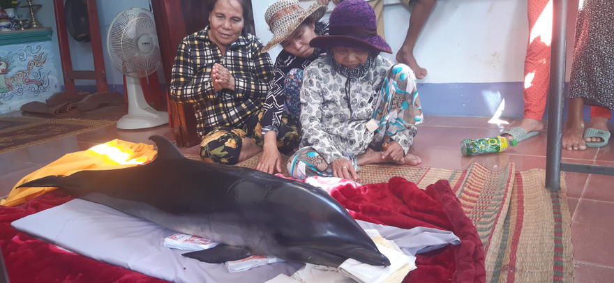 Cá ông lạc vào đầm Thị Nại mắc lưới người dân.