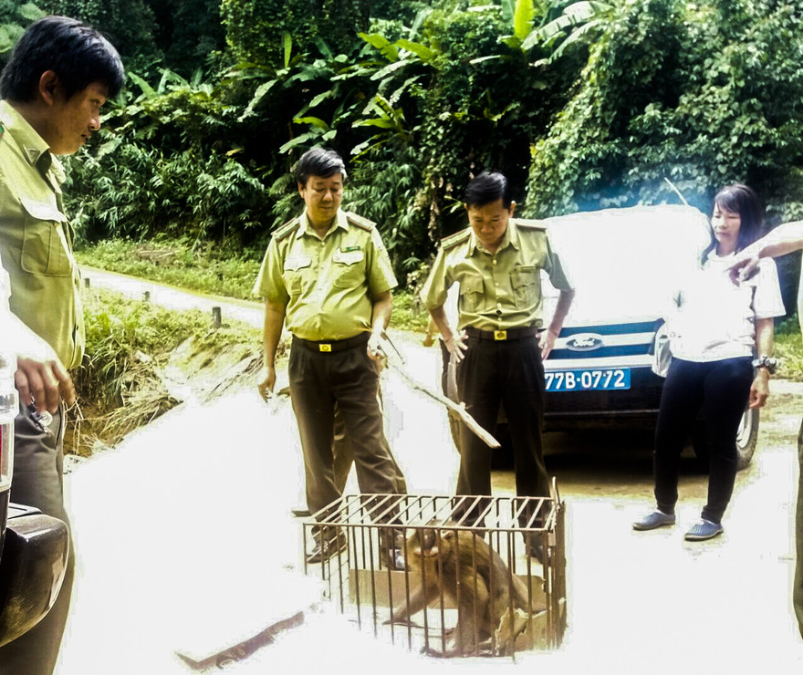 Cá thể khỉ mốc về rừng tự nhiên.