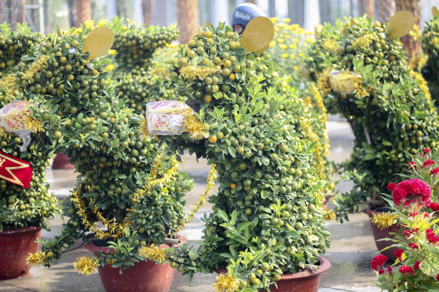 Quất bonsai tạo hình chuột khuấy động chợ hoa Tết.
