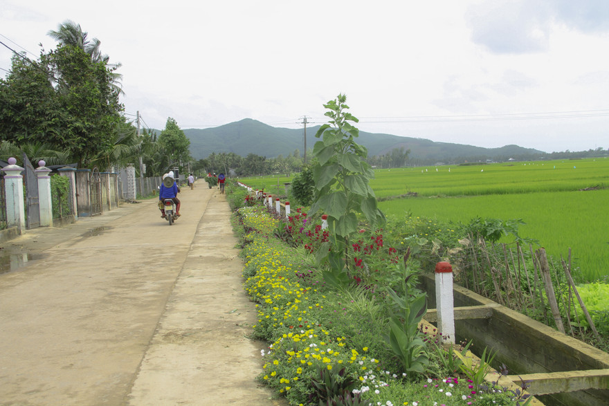 “Thảm hoa” những con đường quê! - Ảnh: Trương Định