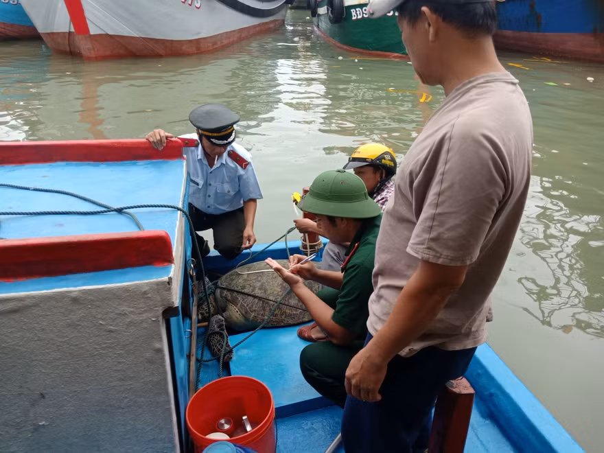 Ngành chức năng tiến hành thả con vích về biển.
