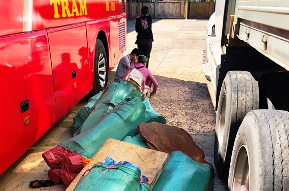 Ô tô khách chở gỗ lậu ngụy trang tinh vi.