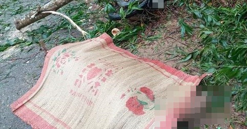 Người đàn ông tử vong bên cạnh những cây dương bị cưa hạ. Ảnh minh họa